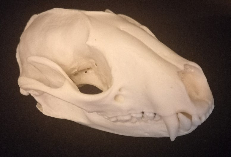 Raccoon Skull