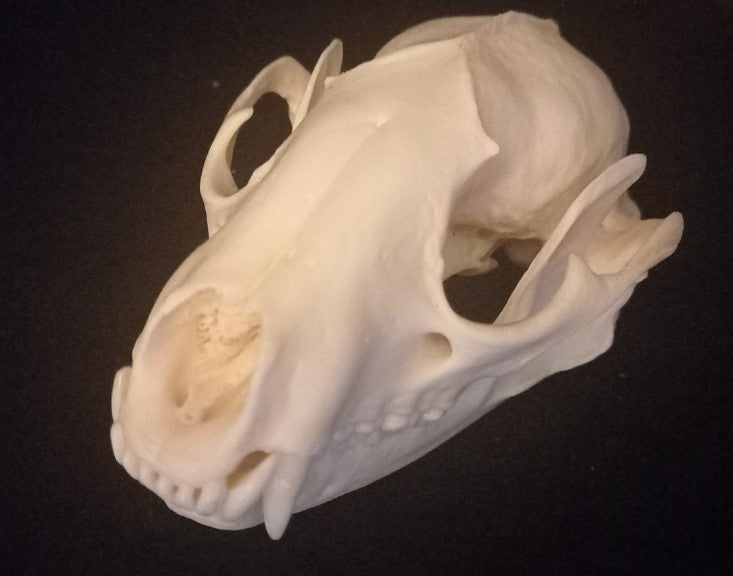 Raccoon Skull