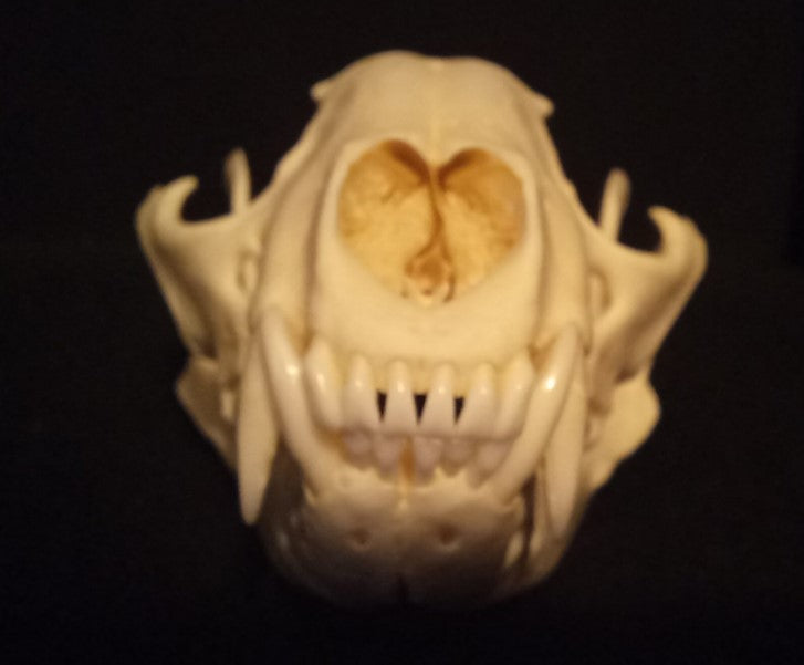 Raccoon Skull