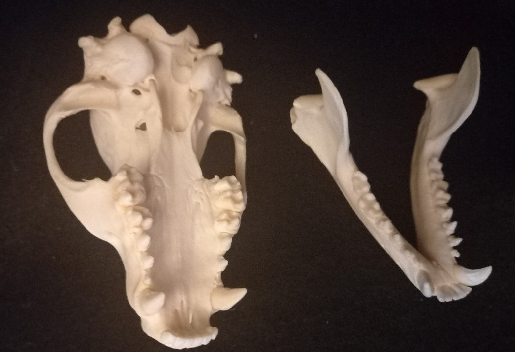 Raccoon Skull