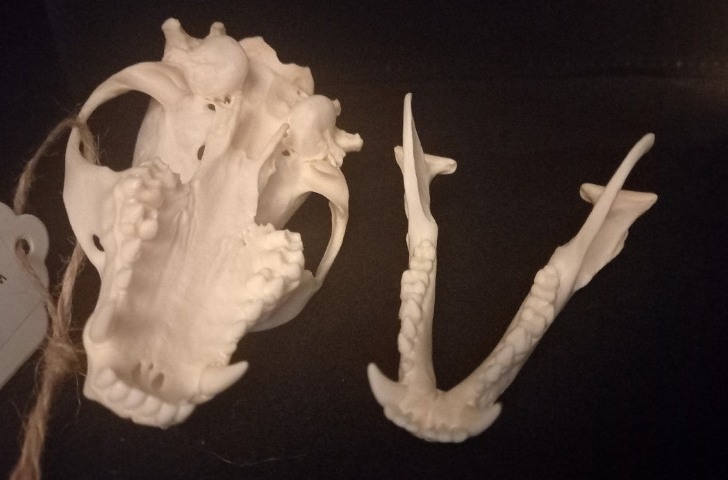 Raccoon Skull