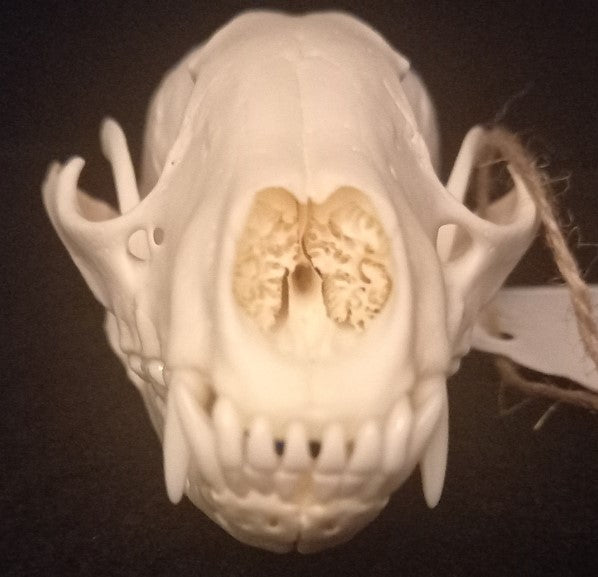 Raccoon Skull