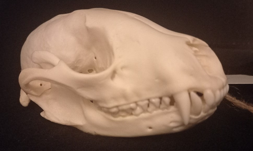Raccoon Skull