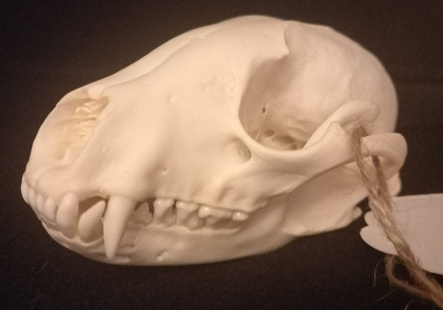 Raccoon Skull