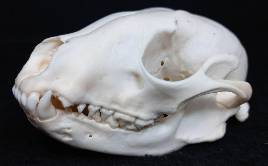 Raccoon Skull