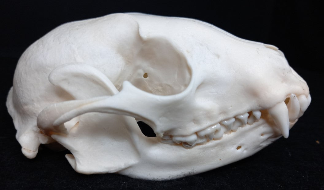 Raccoon Skull