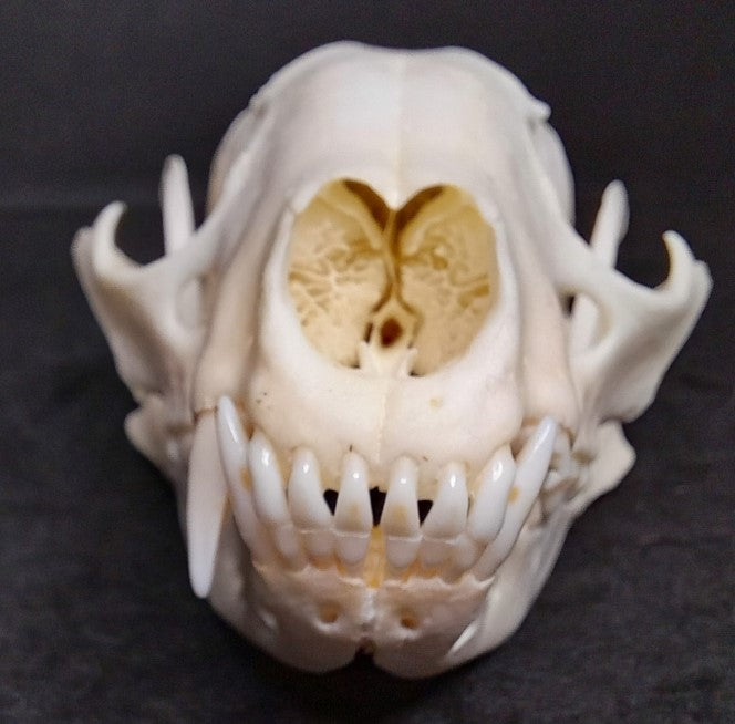 Raccoon Skull