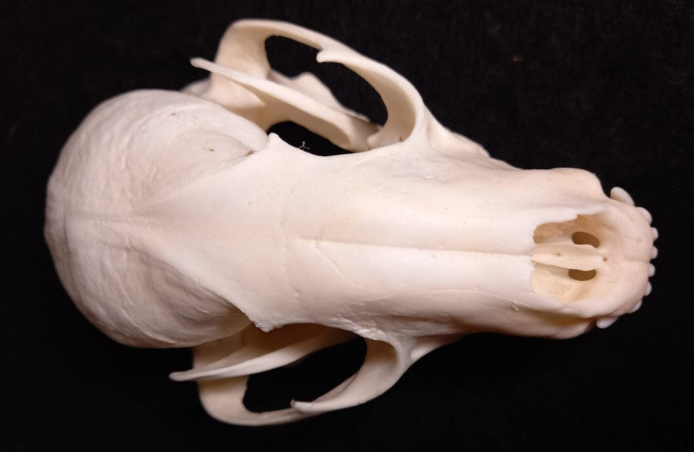 Raccoon Skull