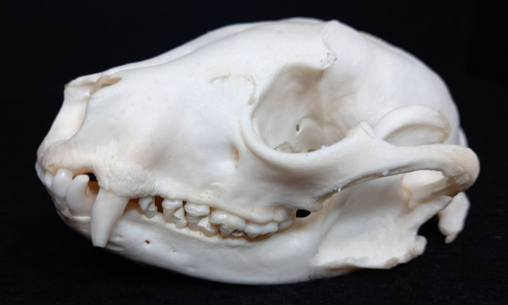 Raccoon Skull