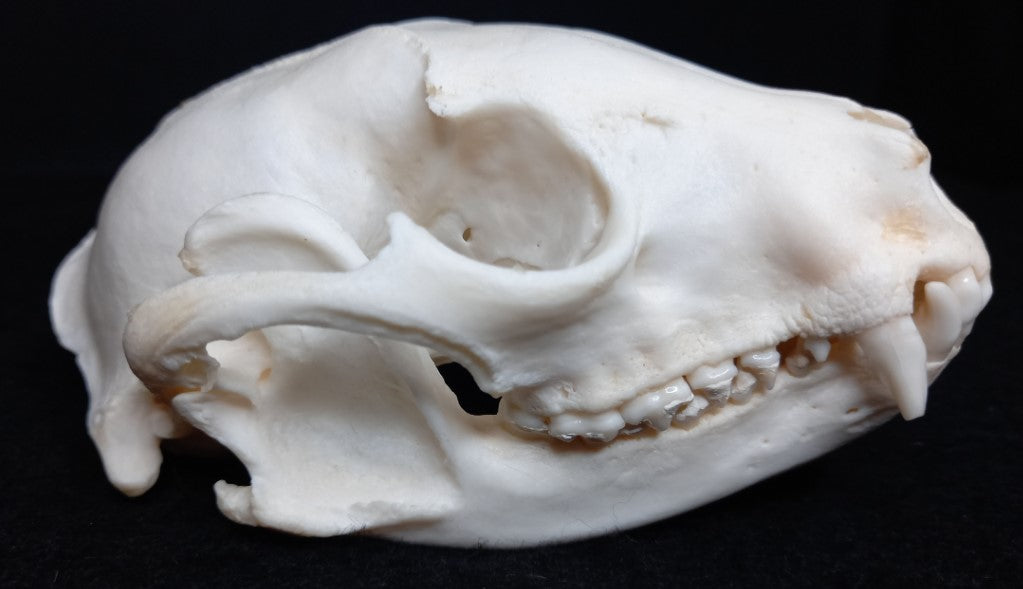 Raccoon Skull