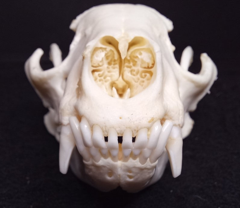 Raccoon Skull