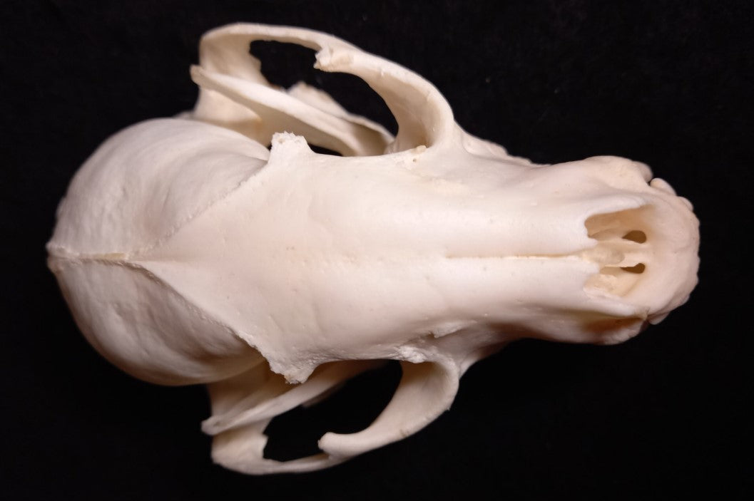Raccoon Skull