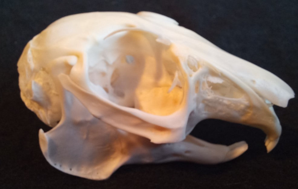 Snowshoe Hare Skull