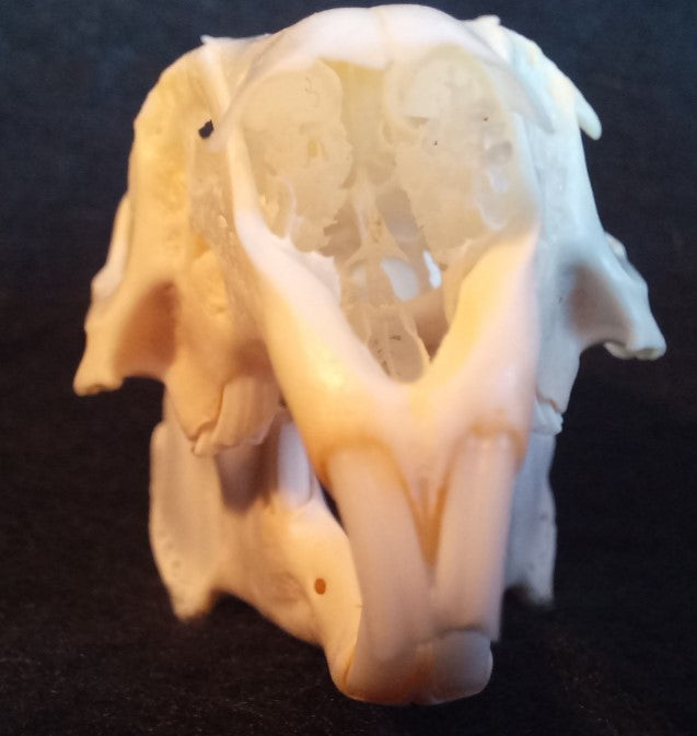 Snowshoe Hare Skull