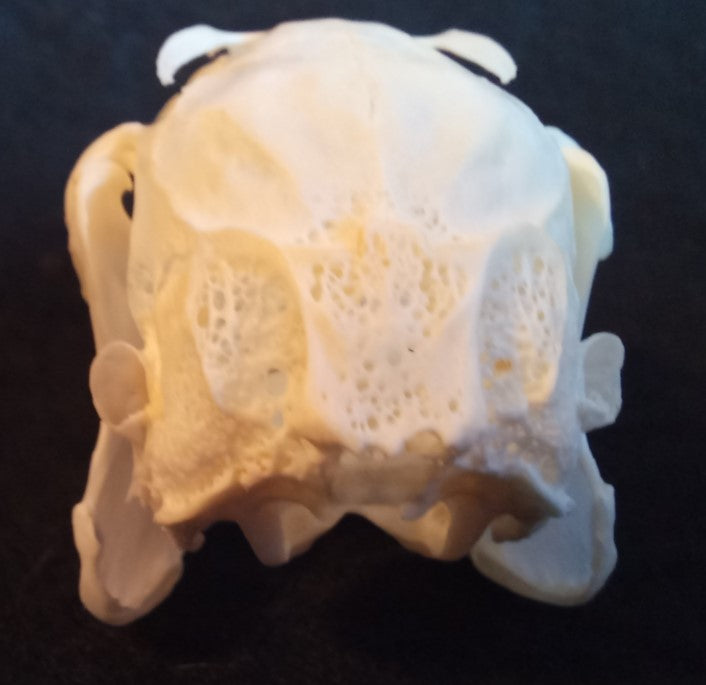 Snowshoe Hare Skull