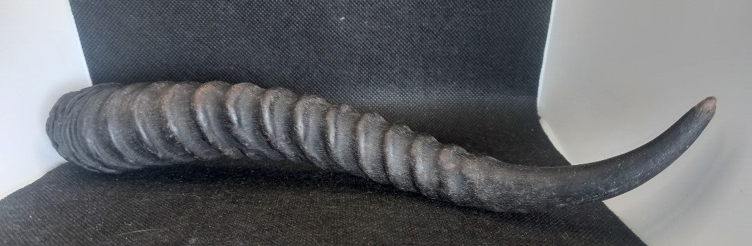 Springbok horn