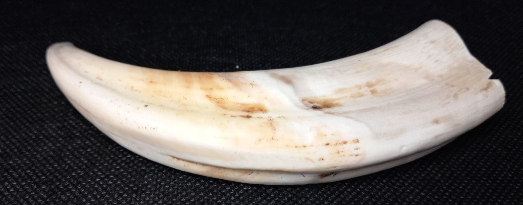 Warthog Tusk