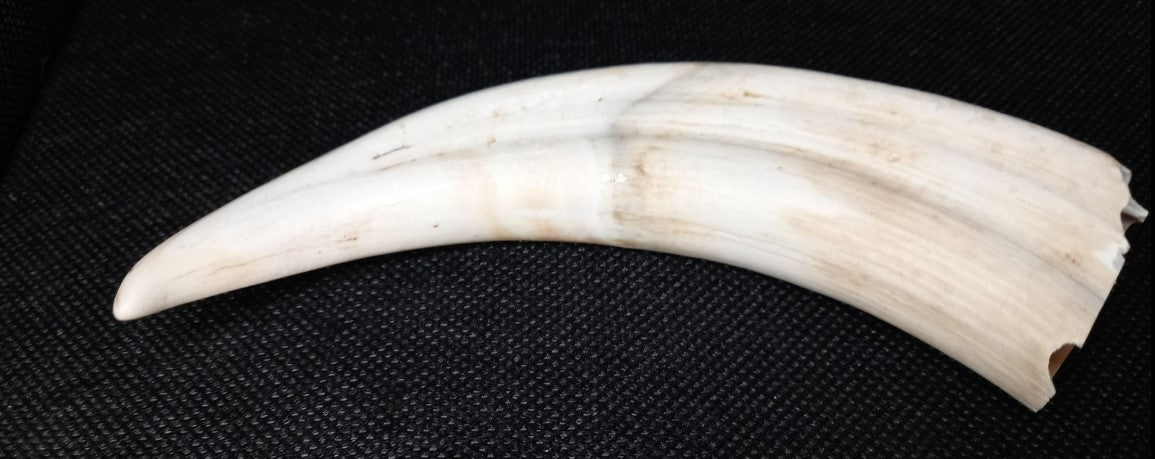 Warthog Tusk