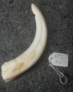 XL Warthog Tusk