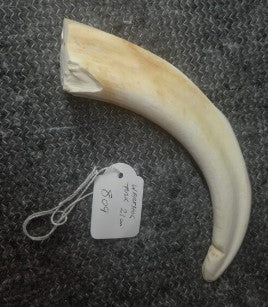 XL Warthog Tusk
