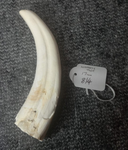Warthog Tusk