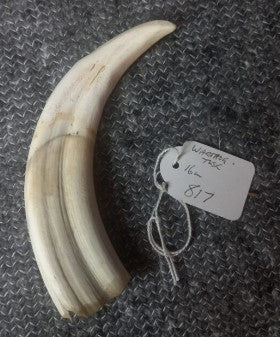 Warthog Tusk