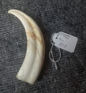 Warthog Tusk