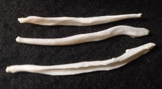 Coyote Baculum