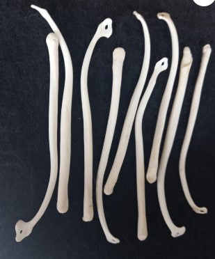 Fisher Baculum