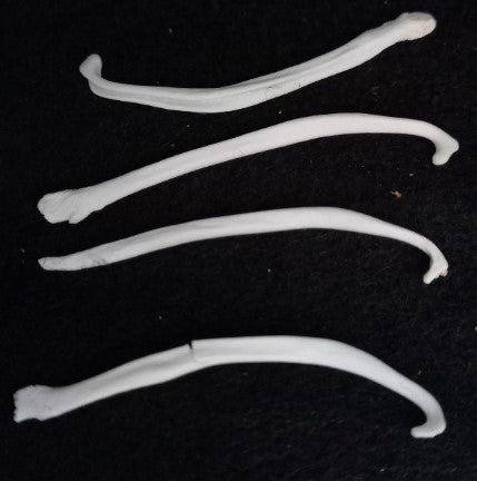 Mink Baculum