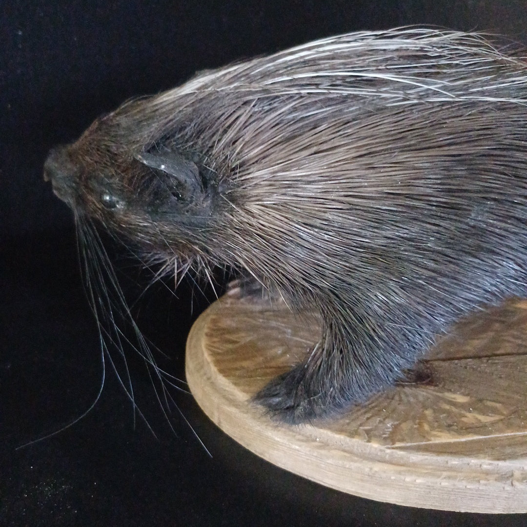 African porcupine full taxidermy mount