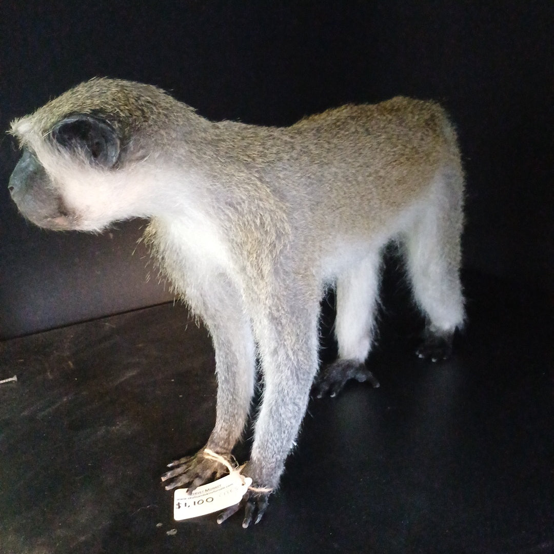 Vervet monkey full taxidermy mount (CITES)