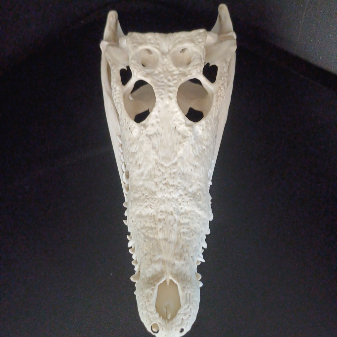 Saltwater Crocodile Skull