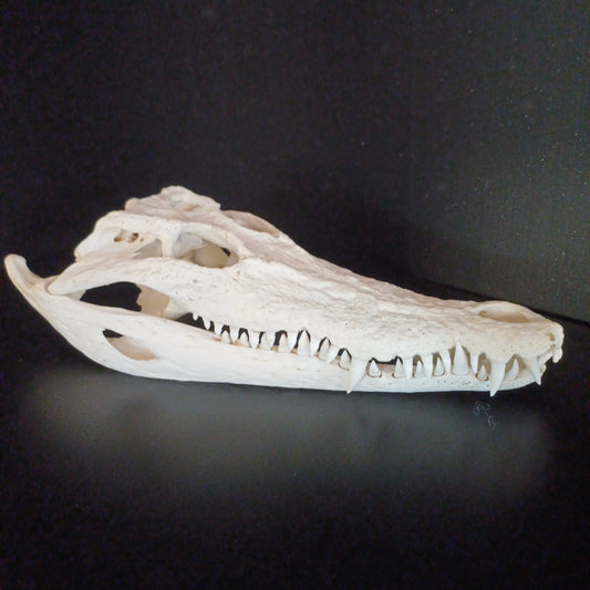 Saltwater Crocodile Skull