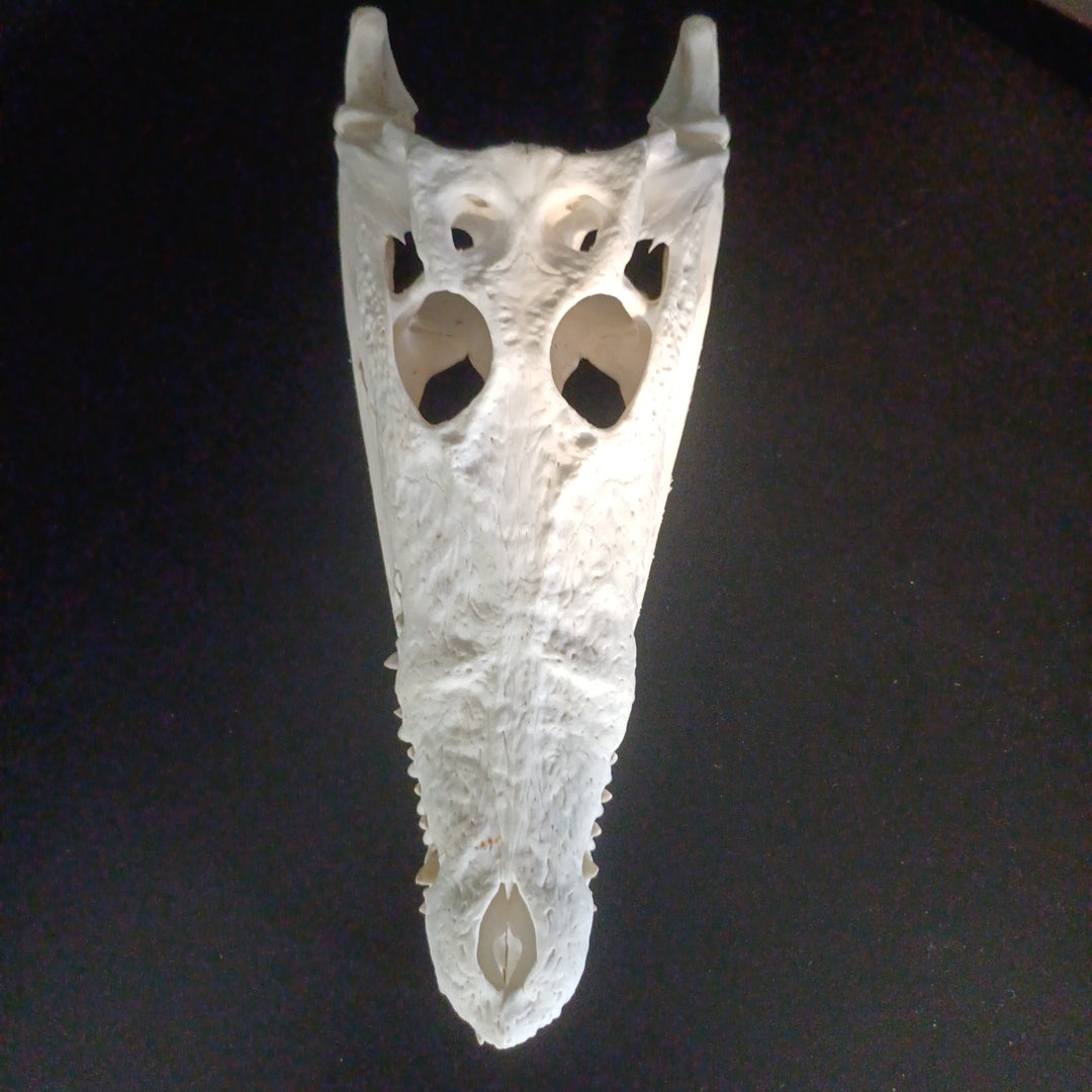 Saltwater Crocodile Skull