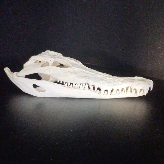 Saltwater Crocodile Skull