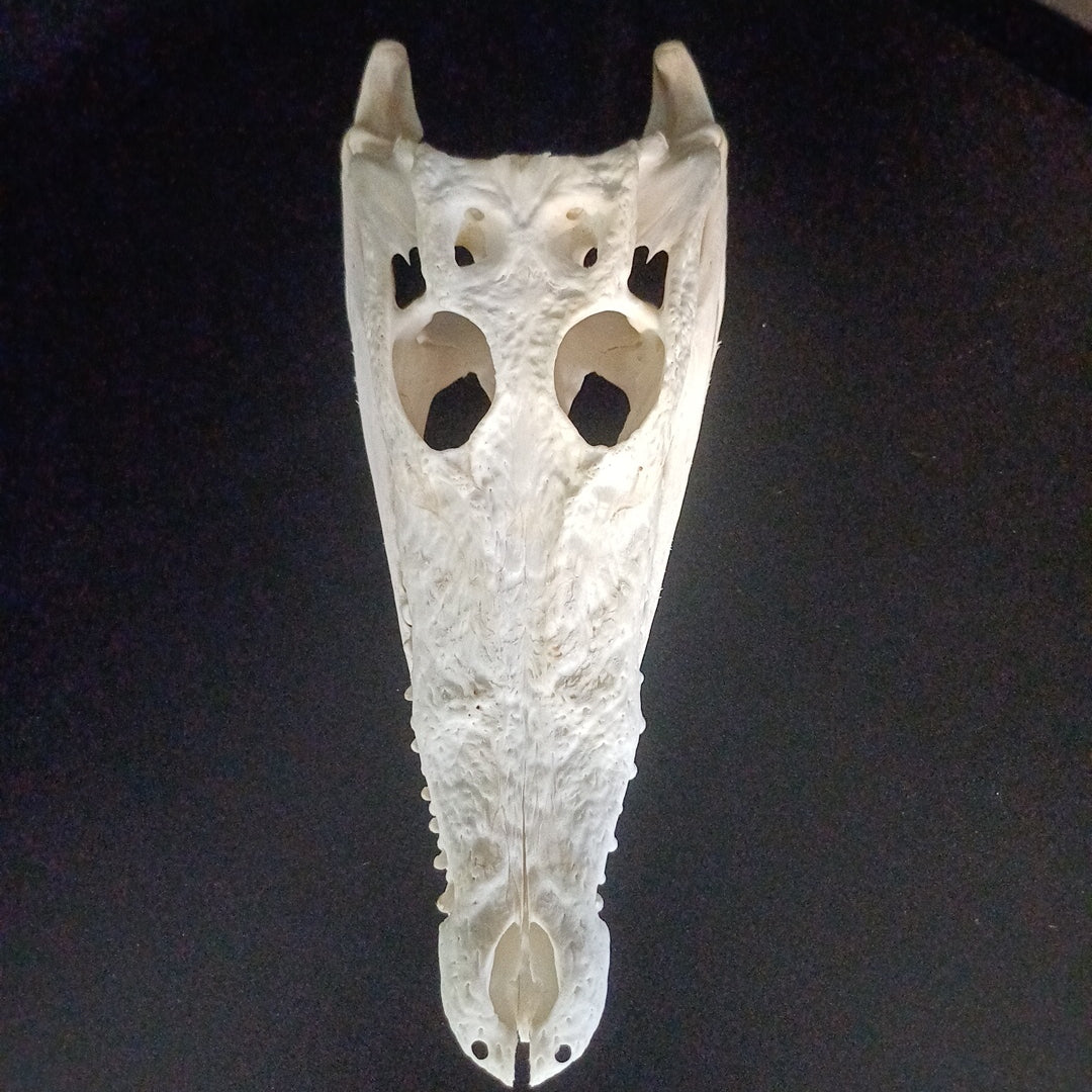 Saltwater Crocodile Skull