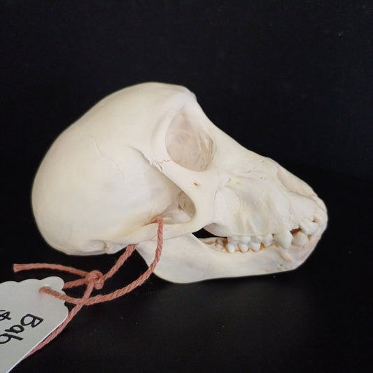 Chachma Baboon skull - juvenile CITES