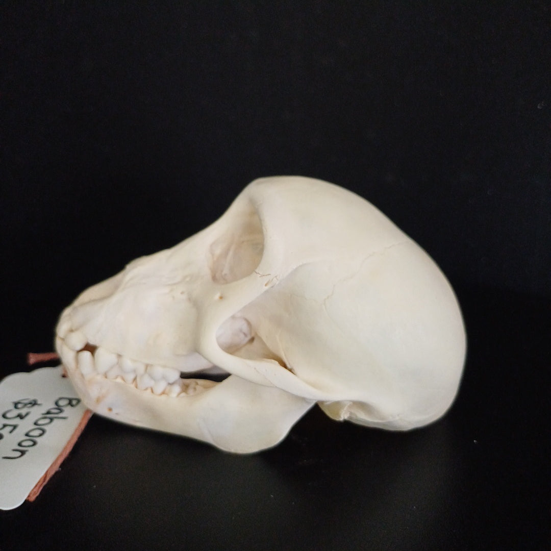 Chachma Baboon skull - juvenile CITES