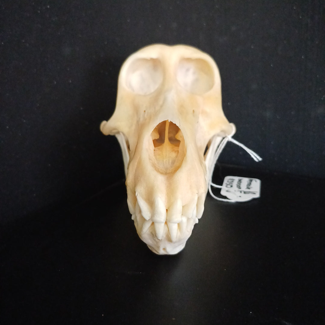 Chachma Baboon skull - female CITES