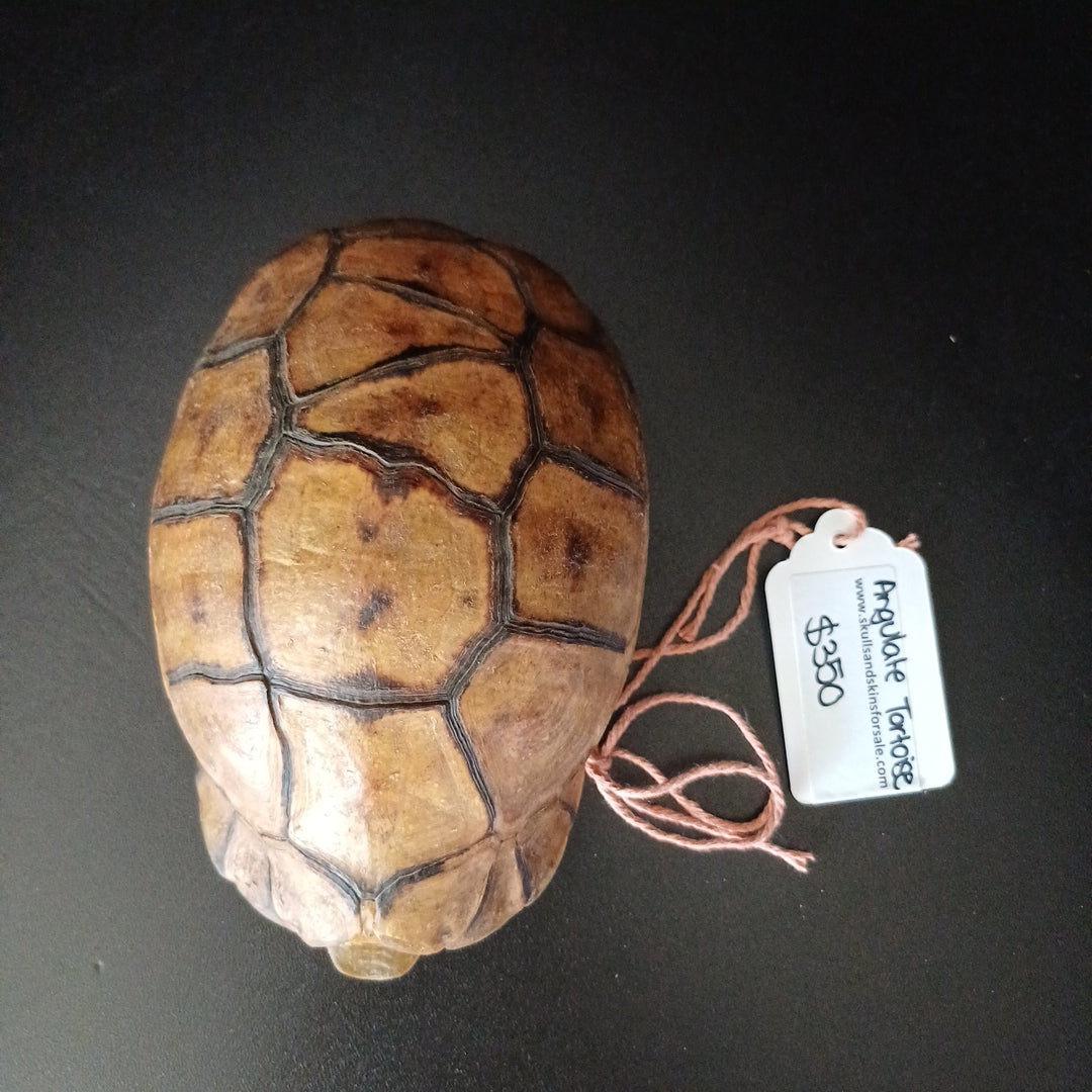 Angulate tortoise shell (CITES)