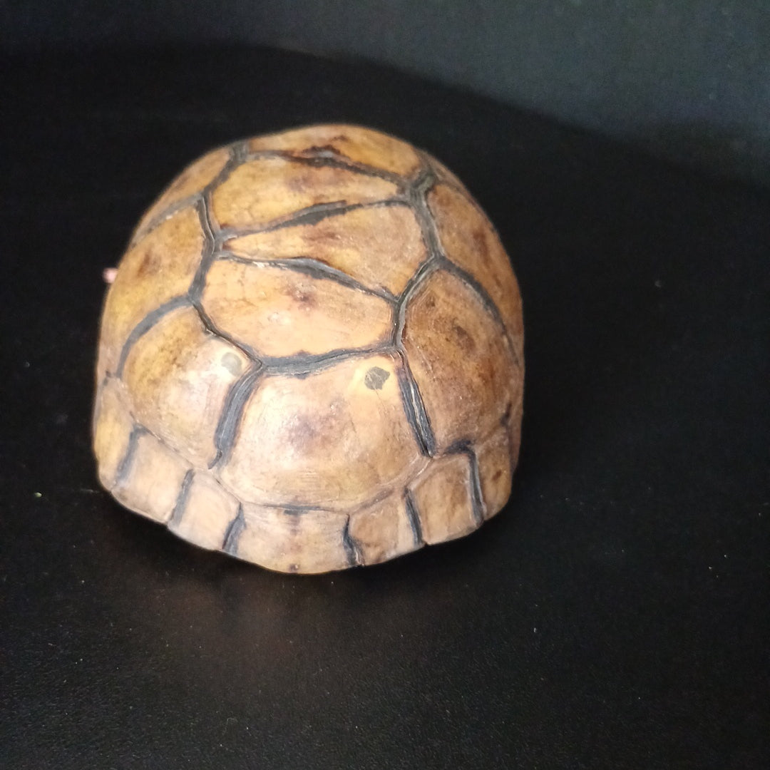 Angulate tortoise shell (CITES)