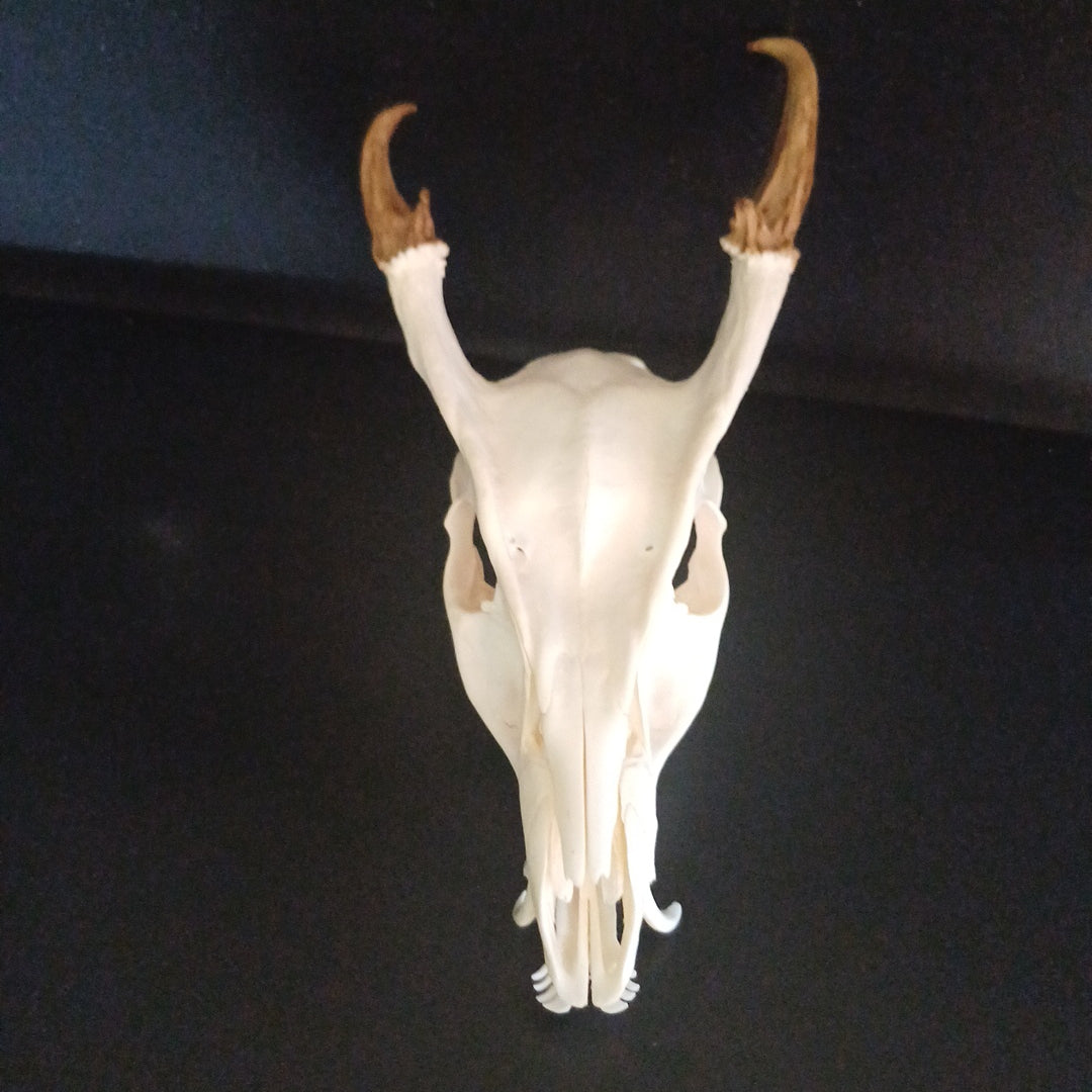 Reeves Muntjac deer skull with bottom jaw