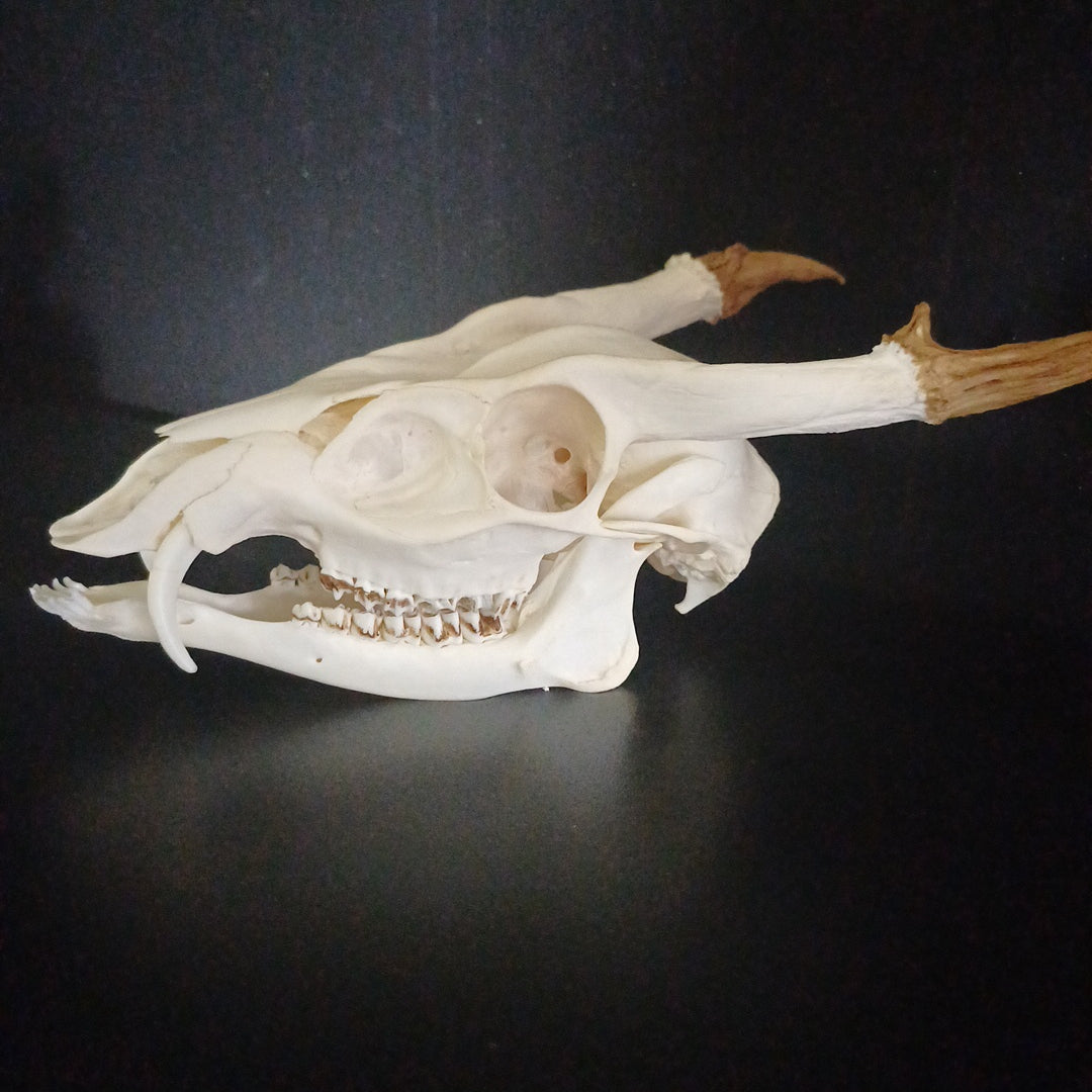 Reeves Muntjac deer skull with bottom jaw