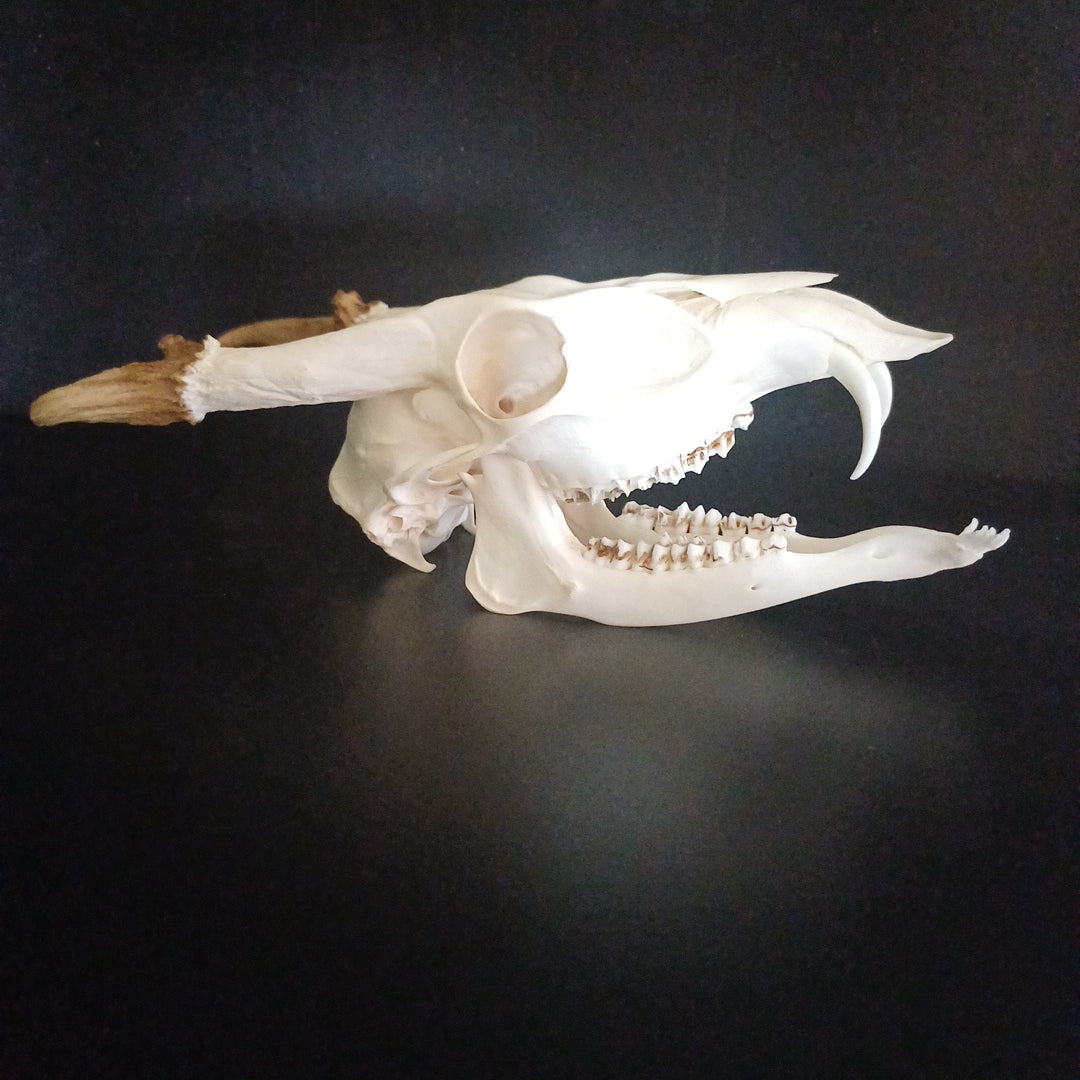 Reeves Muntjac deer skull with bottom jaw