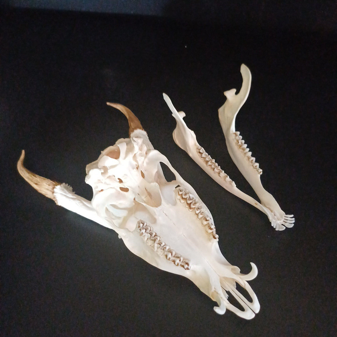 Reeves Muntjac deer skull with bottom jaw