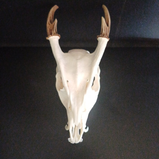 Reeves Muntjac deer skull with bottom jaw