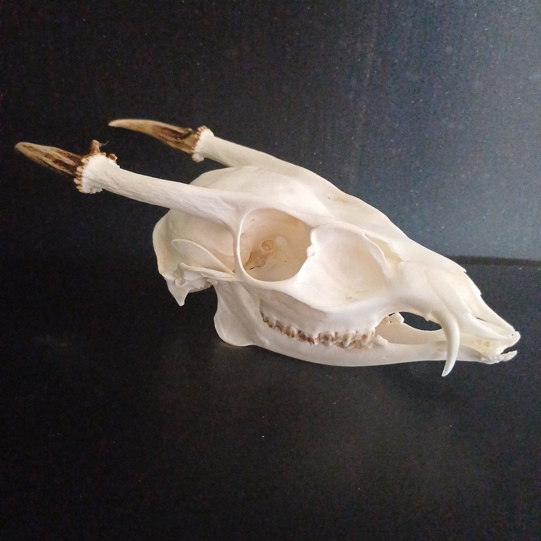 Reeves Muntjac deer skull with bottom jaw