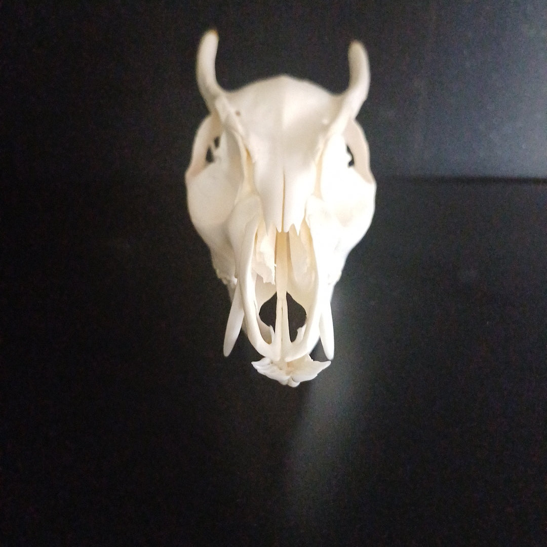 Reeves Muntjac deer skull with bottom jaw