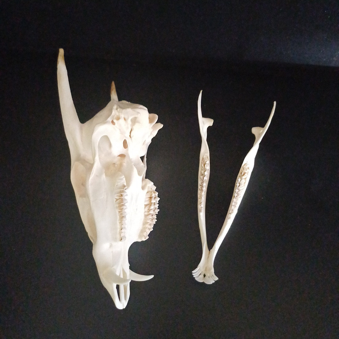 Reeves Muntjac deer skull with bottom jaw